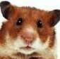 Hamster Dance's Avatar